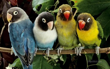  oiseaux - perroquet perroquet